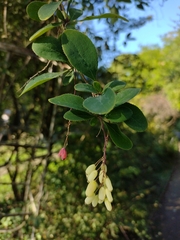 Berberis jamesiana