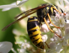 Vespula vidua