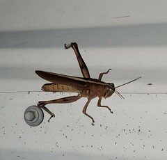 Schistocerca lineata