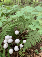 Actaea rubra neglecta