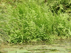 Thelypteris palustris