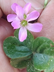 Oxalis debilis