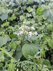 Clerodendrum infortunatum