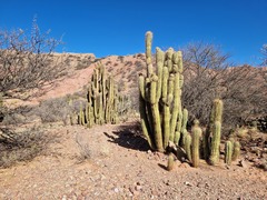 Trichocereus tacaquirensis