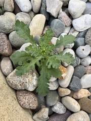 Senecio vulgaris