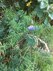 Vicia megalotropis