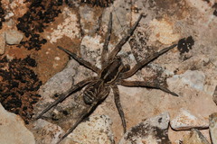 Lycosa tarantula