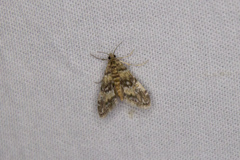 Elophila obliteralis