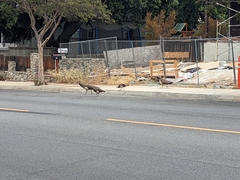 Pavo cristatus