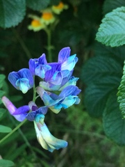 Vicia megalotropis