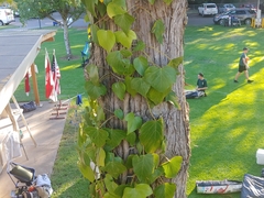 Vitis vinifera