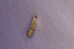 Parapediasia teterrellus