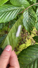 Lophocampa caryae