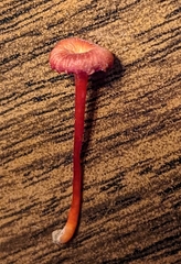 Hygrocybe cantharellus