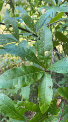 Quercus imbricaria
