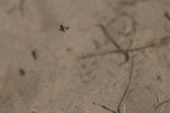 Philanthus bilunatus