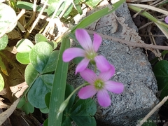 Oxalis debilis