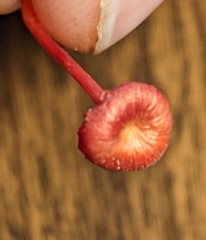 Hygrocybe cantharellus