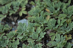 Potentilla acaulis
