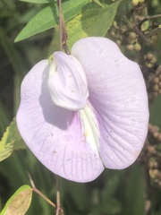 Centrosema arenicola