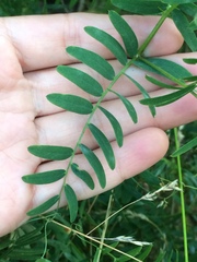 Vicia megalotropis