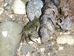 Hemigrapsus oregonensis