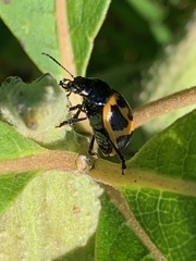 Labidomera clivicollis