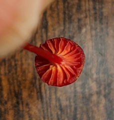 Hygrocybe cantharellus