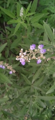 Vitex negundo