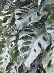 Monstera adansonii