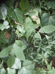Fraxinus excelsior