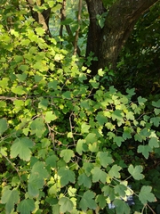 Ribes fasciculatum