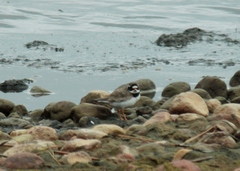 Charadrius hiaticula