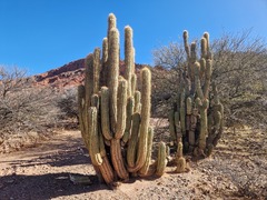 Trichocereus tacaquirensis