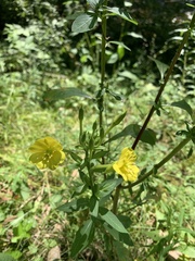 Oenothera