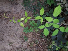 Rubus ulmifolius