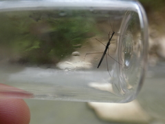 Hydrometra stagnorum