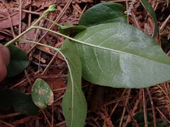 Epigaea repens