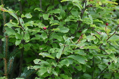Ilex mucronata
