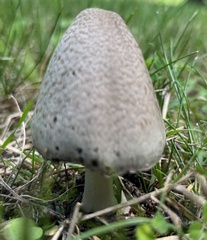 Coprinus