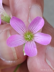 Oxalis debilis