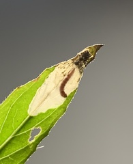 Aristotelia isopelta