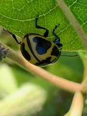 Labidomera clivicollis