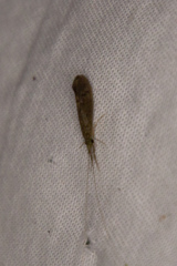 Oecetis