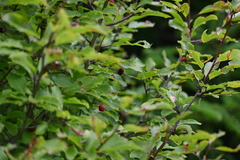 Ilex mucronata