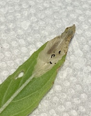 Aristotelia isopelta