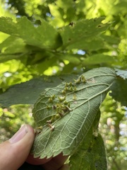 Celticecis spiniformis