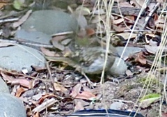 Certhia americana