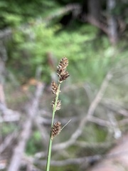 Carex canescens