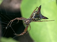 Micrathena sagittata
